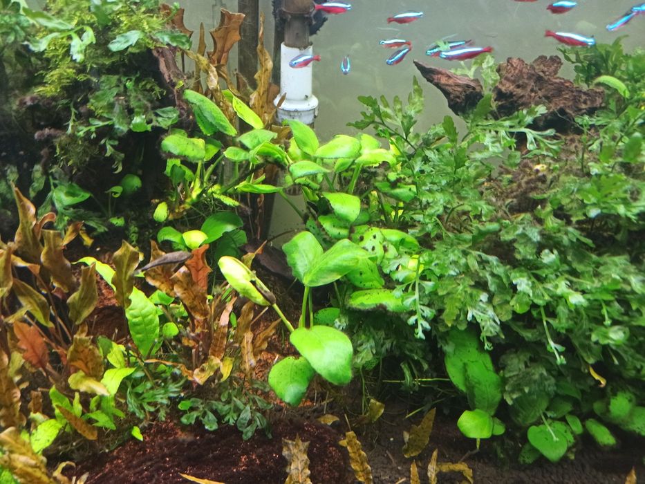 Plantas aquaticas
