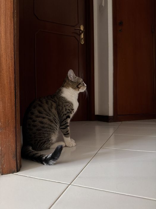 Gatinho bebé ADOÇAO