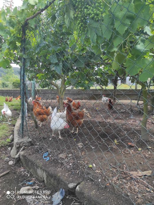 Ovos frescos galinhas criadas no campo