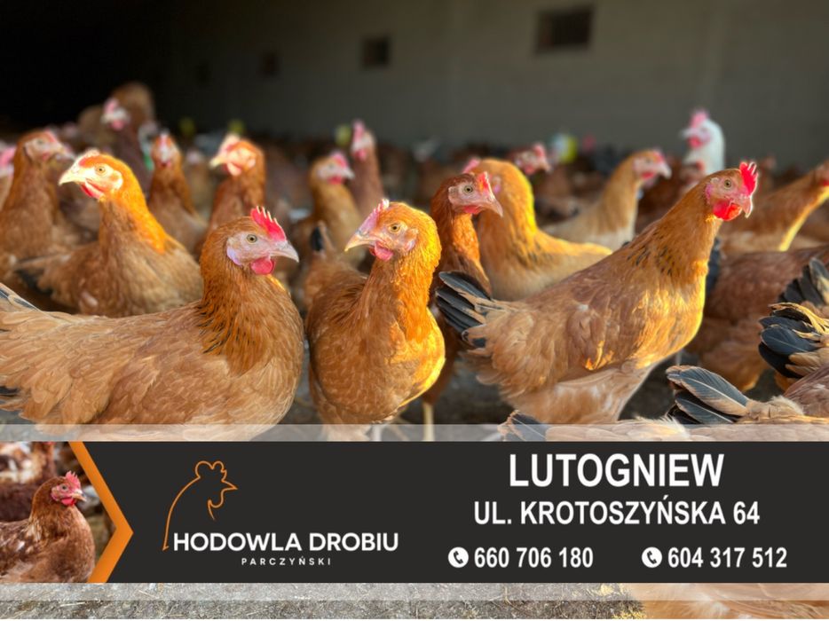 Kury Nioski Rosa, Dominant, NovoGen Brown! MŁODE NIOSKI! ODCHOWALNIA!