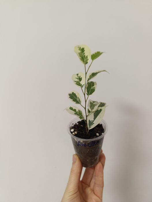 Фікус Де Гантель