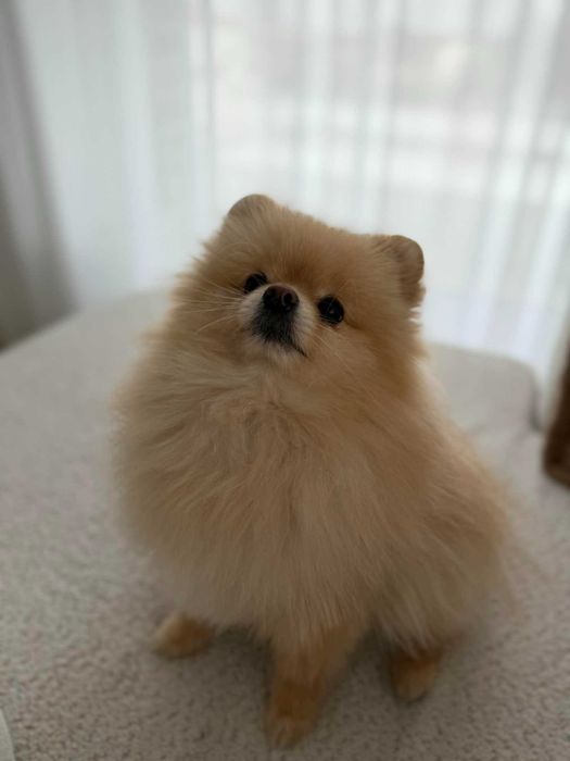 Cookie szuka odpowiedzialnego domu bez dzieci