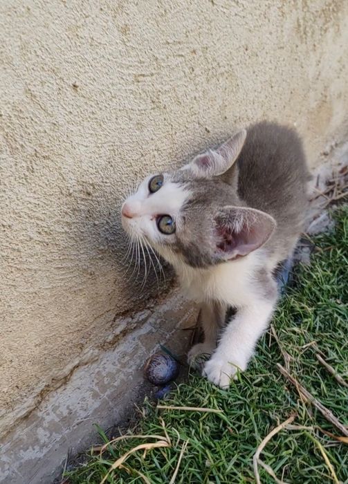 Gatinhos para adoção responsável