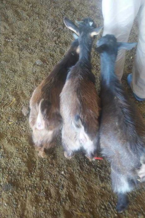 Cabritas Serranas