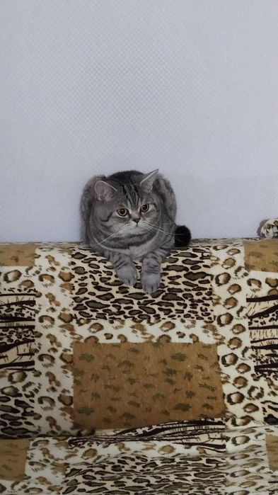 Кіт шотландський для в'язки.