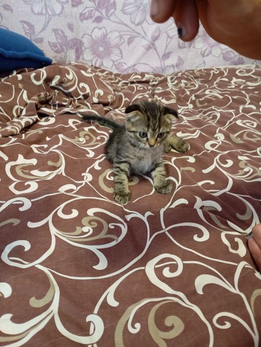 Продам кошеня Скоттиш фолд