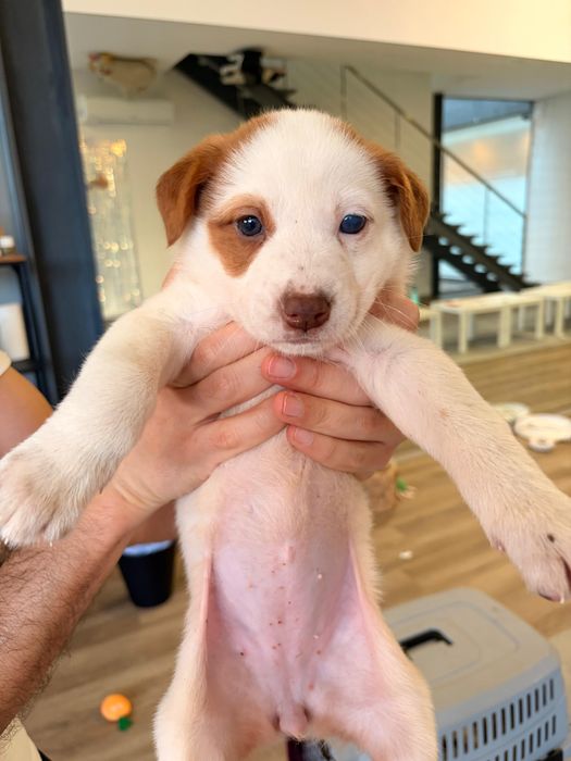 Yolanda - 2.5 meses, porte médio