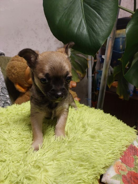 Продажа щенков чихуа