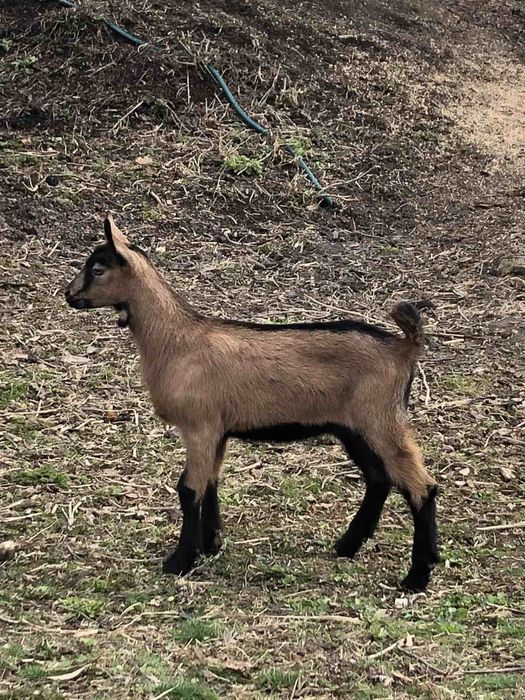Козлик , цапик,  альпієць