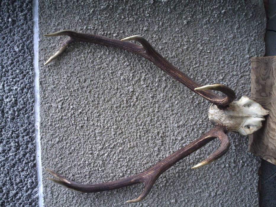 роги оленя, натуральні