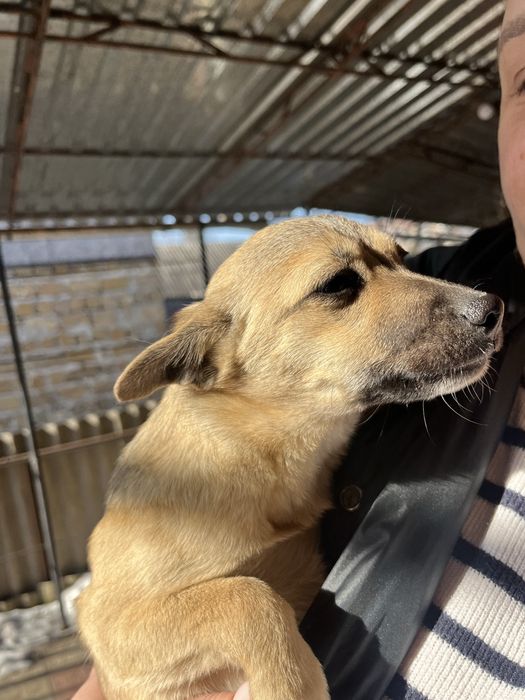 Віддам в добрі руки