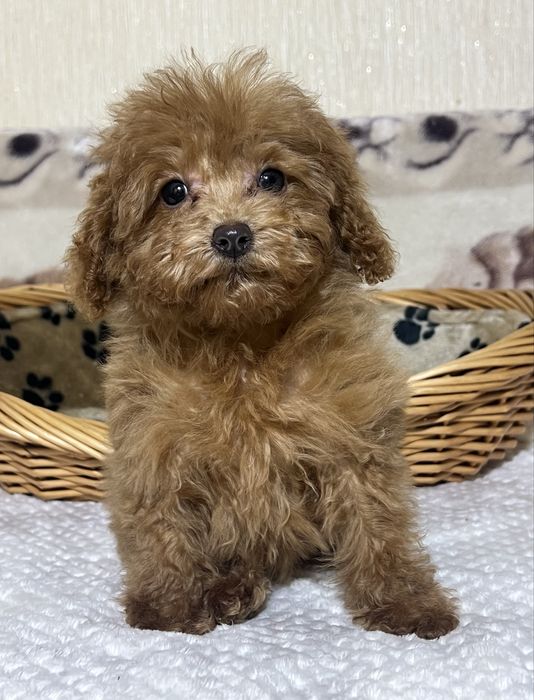 Мікро дівчинка Мальтипу в Києві