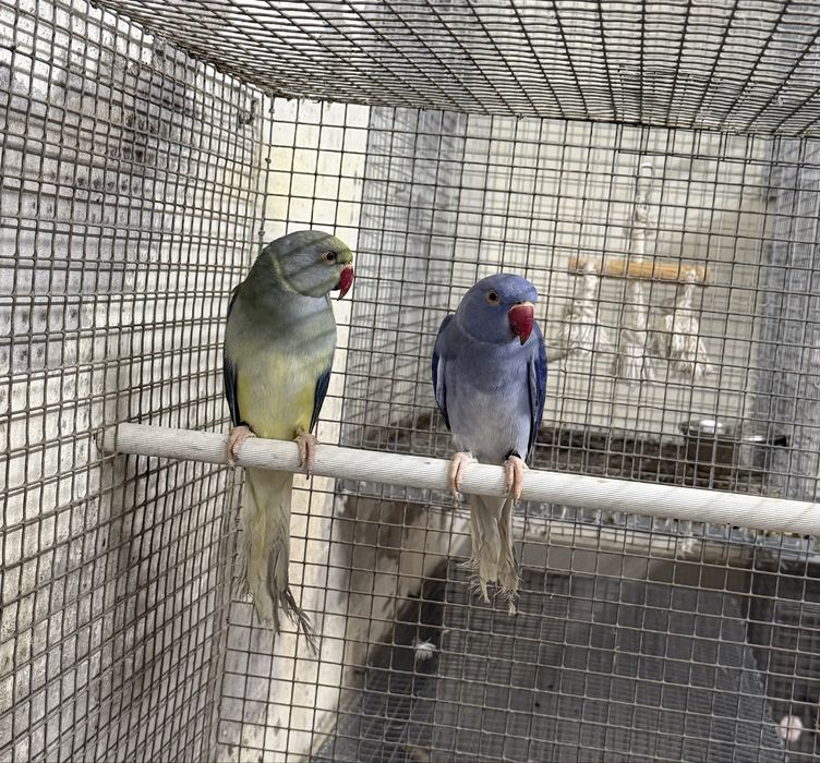 Ring necks adultos e novos