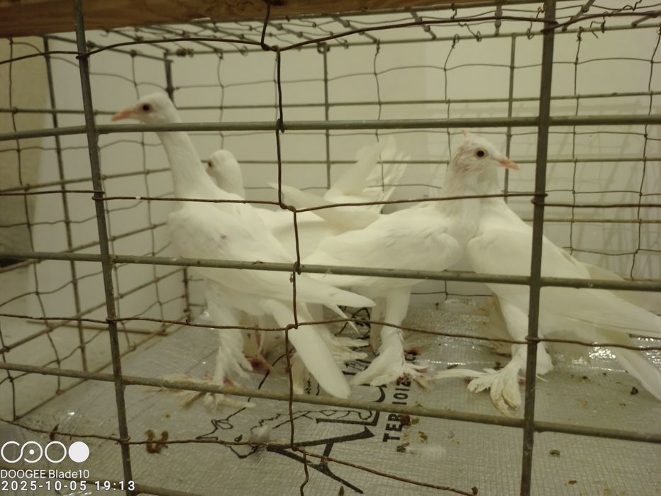 Gołębie bociany i nie tylko