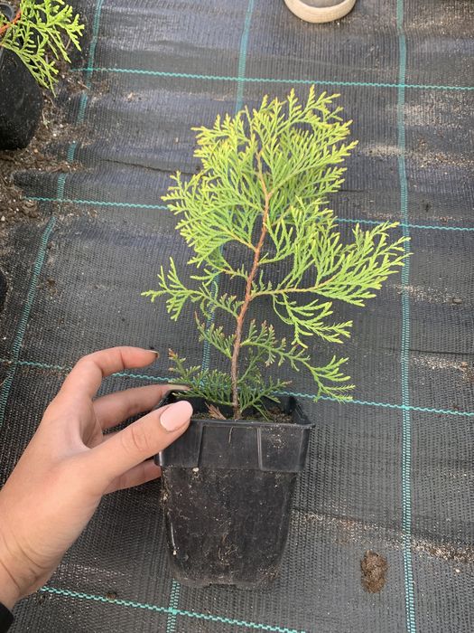 Туя Yellow Ribbon. Тує Єлов Ріббон