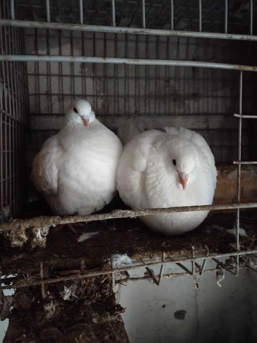 Gołębie kingi sprzedaż