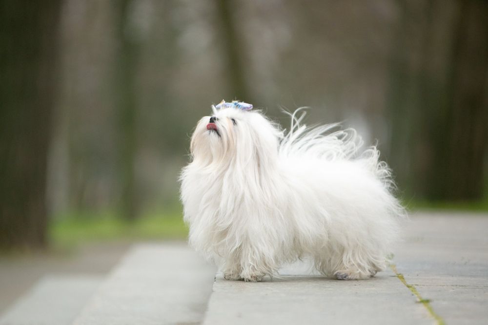 Хлопчик мальтезе КСУ в'язка