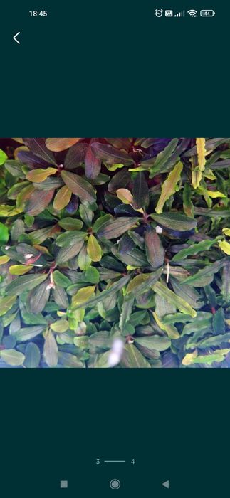 Bucephalandra blue green, 

Cena podana za jedno kłącze.
Wysyłka od kw