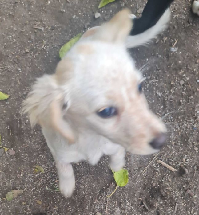 Верный друг ,в хорошие руки.