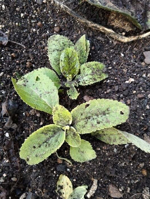 Vendo Planta do chá