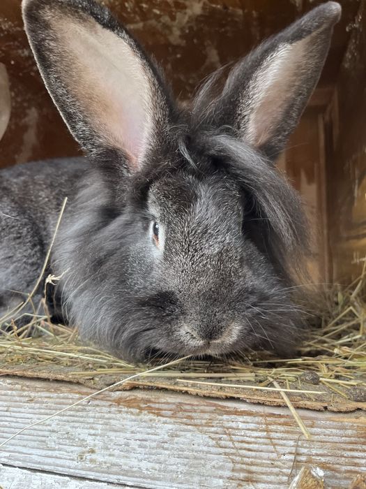 Продам Левоголовий кролик