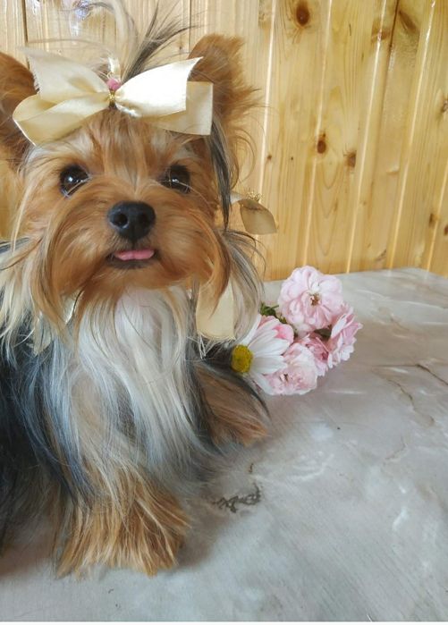 Гарненькі, Йорики хлопчики міні- бебі