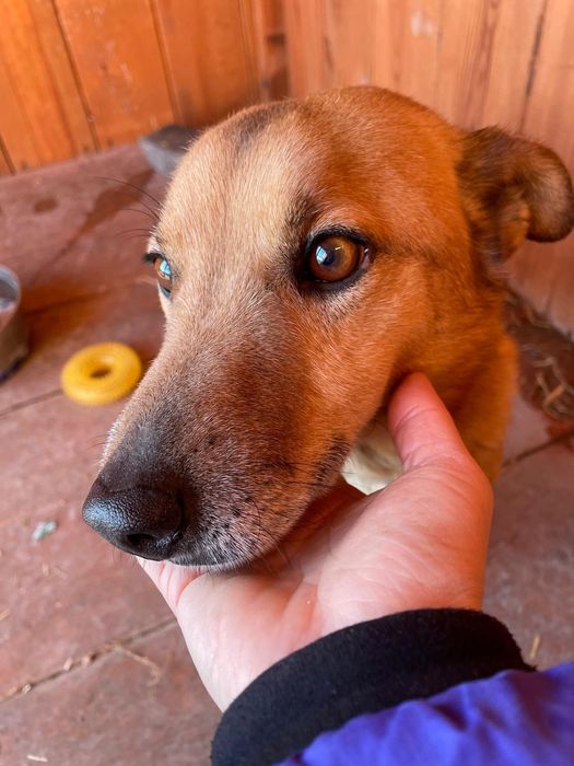 Pikuś - mądry piesek do adopcji