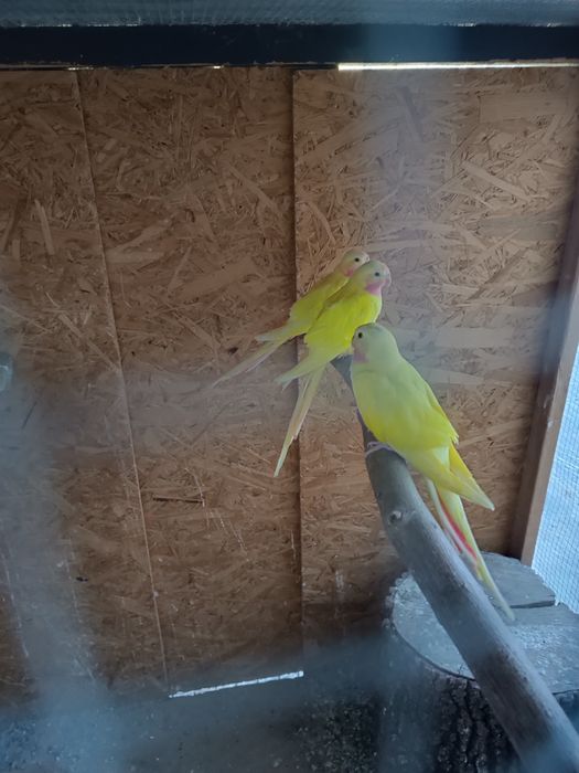 Sprzedam papugi faliste