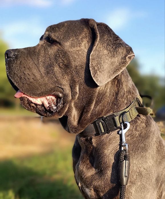 Miot Cane Corso Italiano Szczeniak Sunia Suczka
