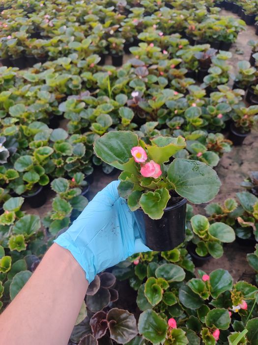 Бегонія в наявності