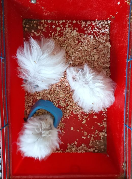 Королевский хомяк