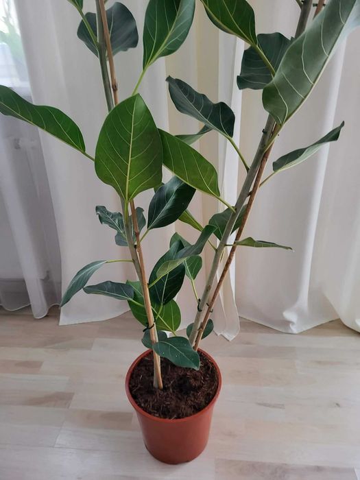 Fikus bengalski 'Joy' wysokość 185cm z don.