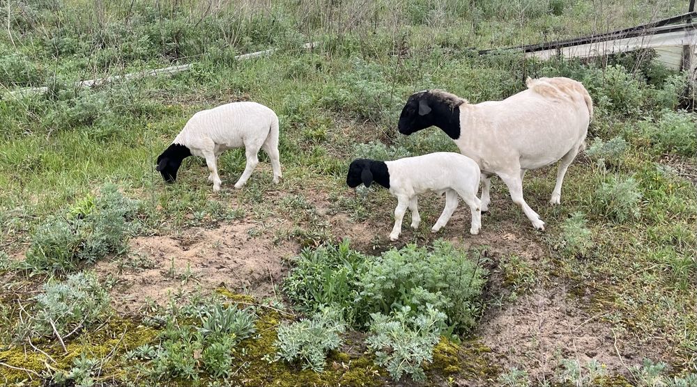 Дорпер Баранчик молодняк
