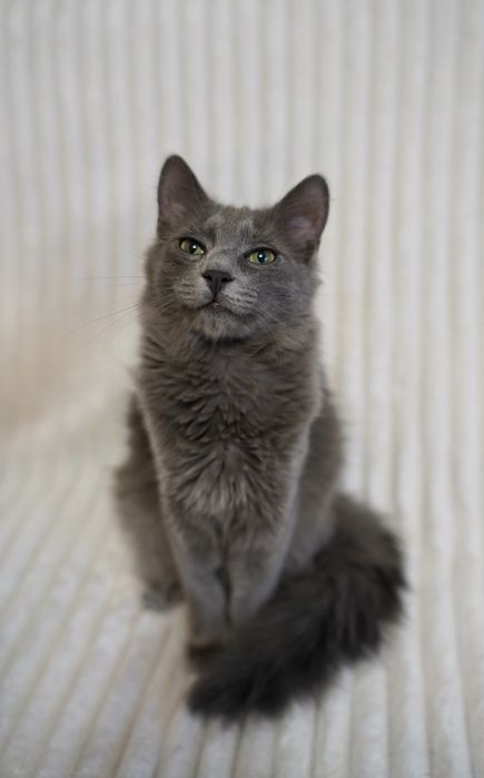 Метис нібелунга молодий кіт