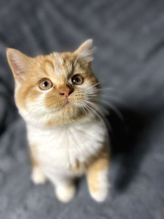 Kotka Brytyjska Bicolour