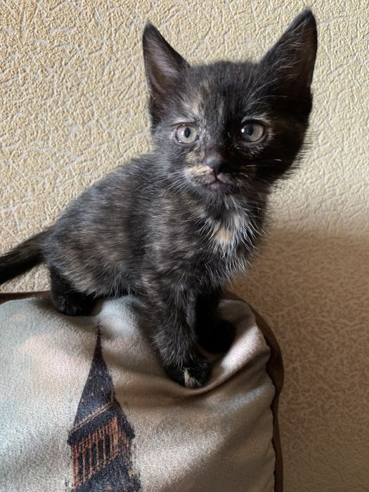 Отдам бесплатно в хорошие руки