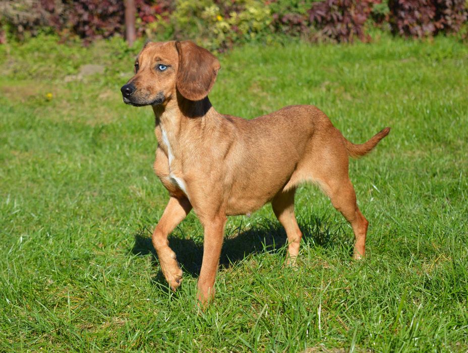 Młoda Zula pilnie szuka domu