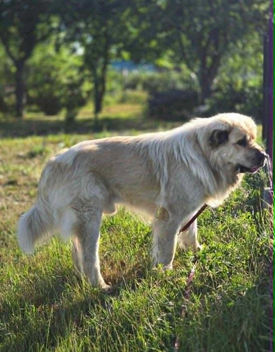 Łagodny, spokojny, Misiek do adopcji