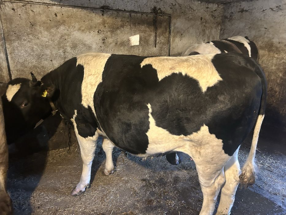 Wymienię jałowkę cielną na byka w podobnej wadze