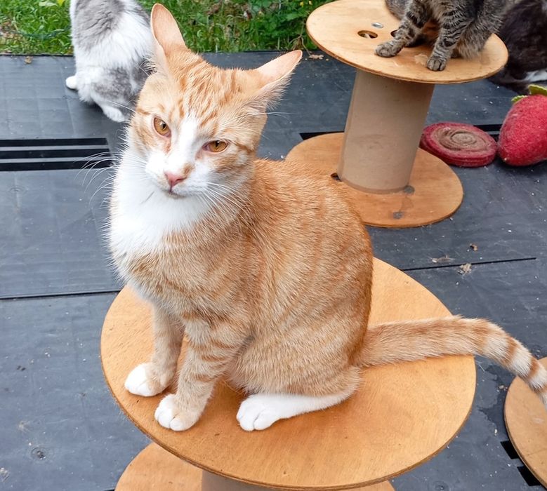 Simba, prawie jak ten filmowy