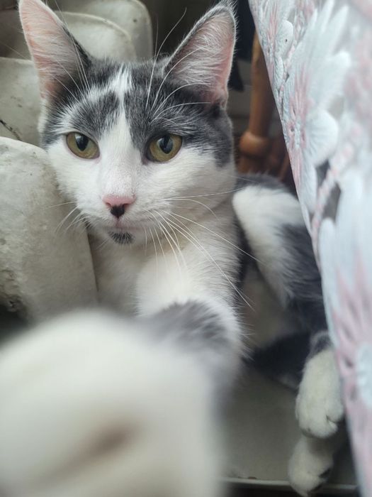 Хлопчик кошеня в добрі руки