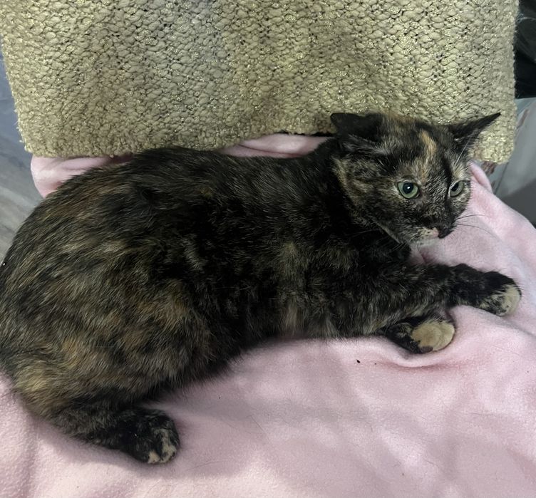 karma royal canin dla kota w Twojej okolicy? Sprawdź kategorię