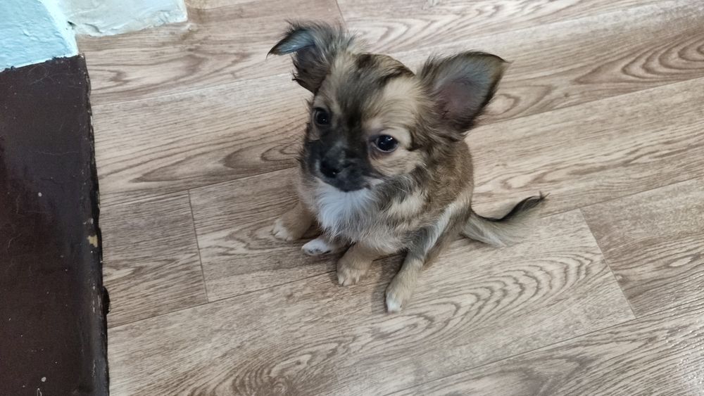 Чихуахуа приглашение на вязку