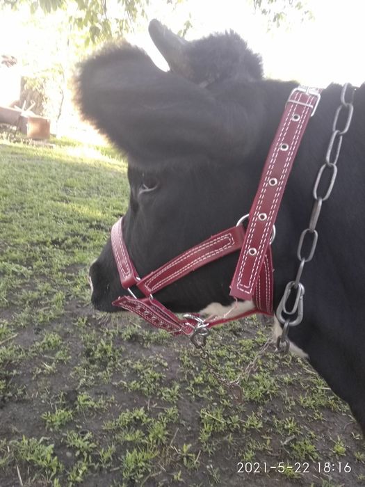 корове недоуздок кантар кантарка телёнку быку джерси голштын айширская