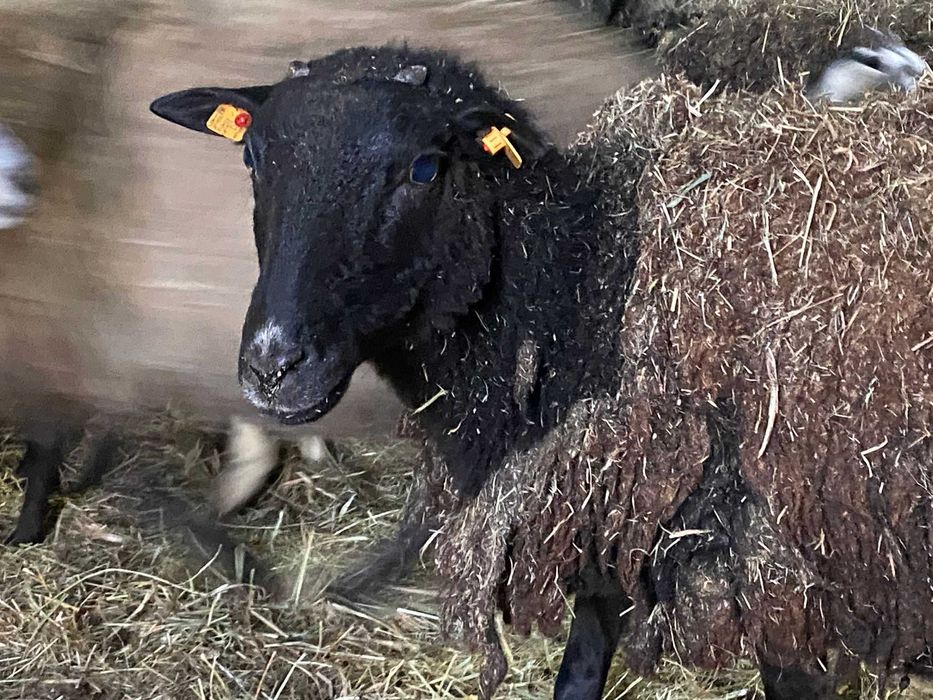 Owce wrzosówki , sprawdzone matki