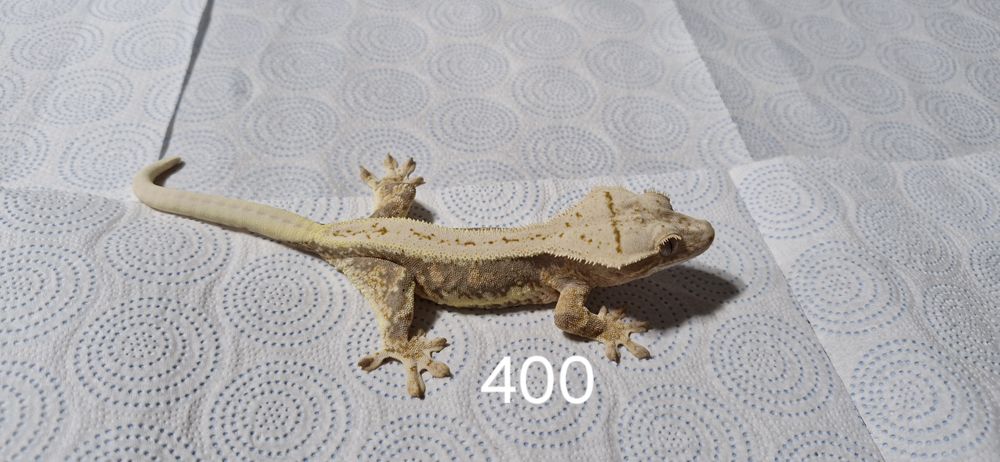 Gekony orzęsione - Samice