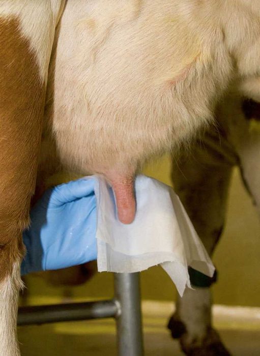 Ręczniki Chusteczki Papier Do Wymion Mokre 800szt, w wiaderku