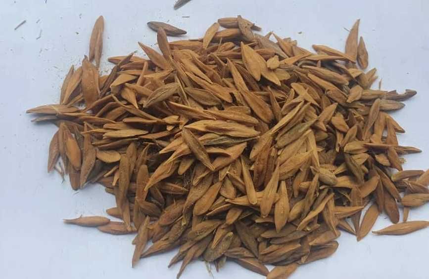 Strofantyna, skrętnik - nasiona 100 sztuk