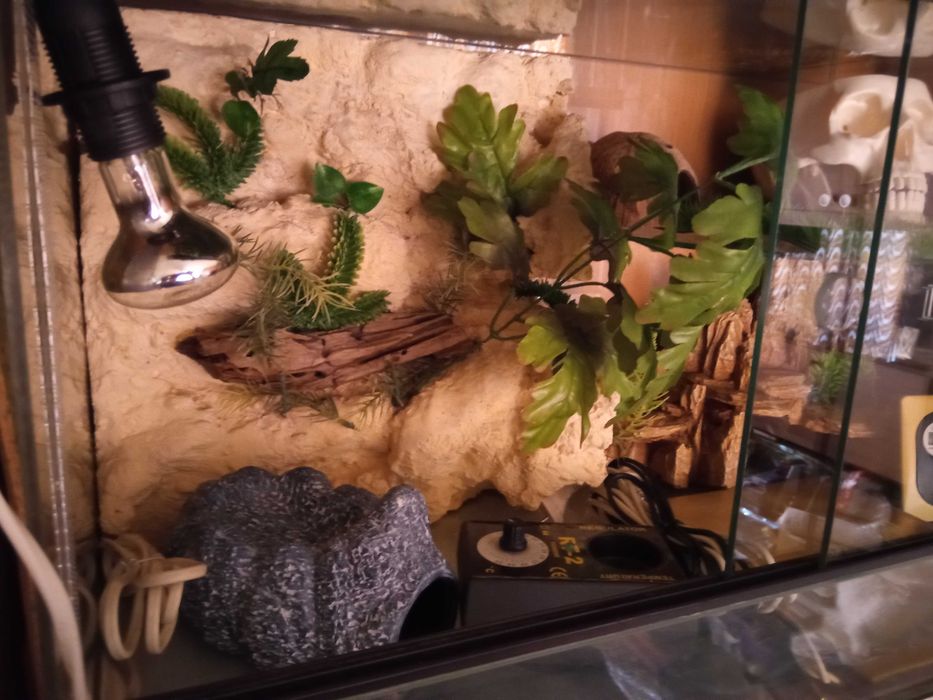 Terrarium dla gekona