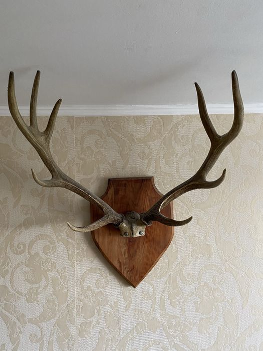 Рога благородного оленя